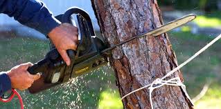  , NV Tree Services Pros